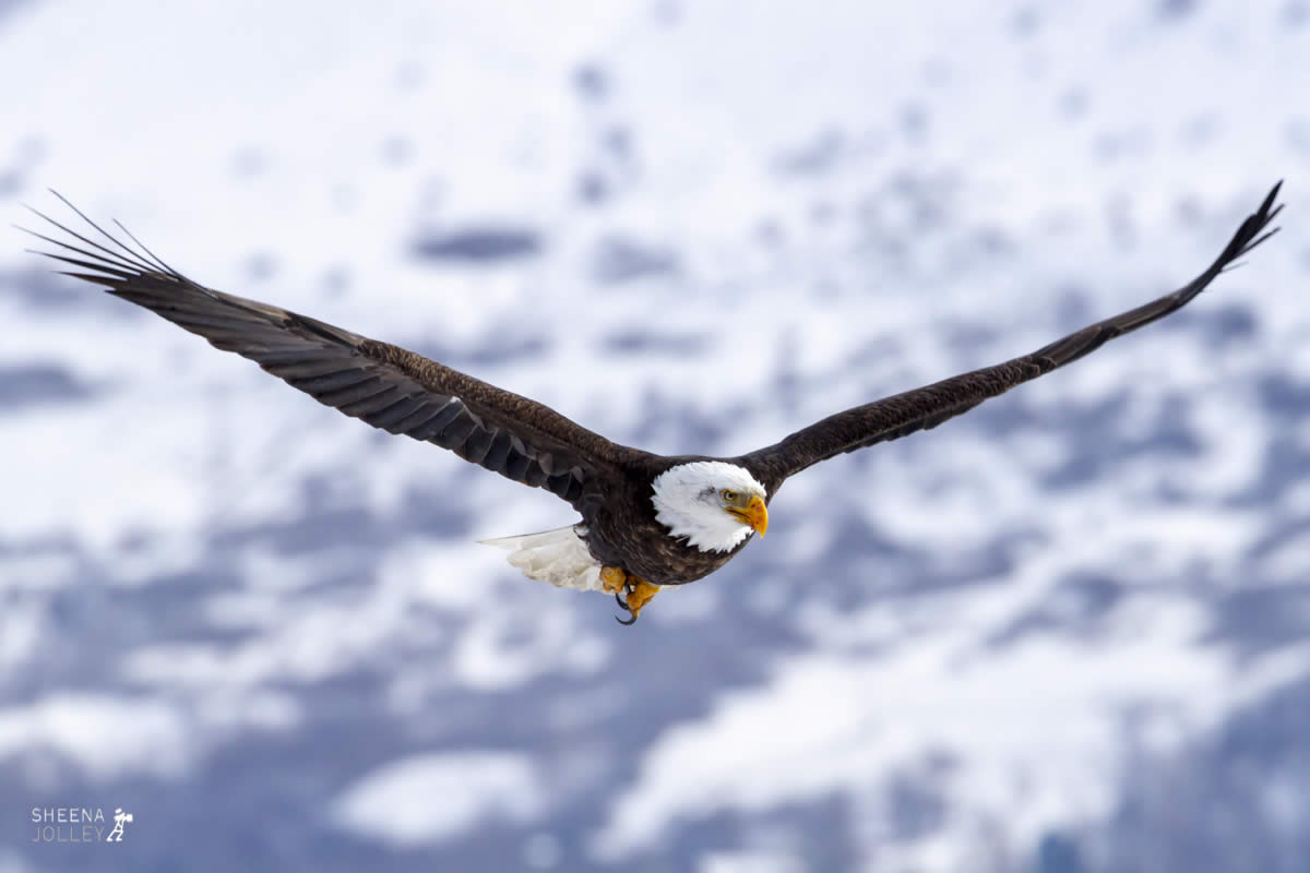 Soaring High.jpg - Yellowstone & Utah